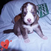 AKC & OFA Poseidon, a male Siberian Husky for sale in Anderson, SC – 5 of 10