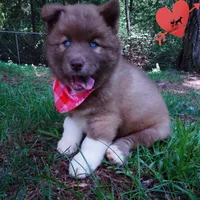 AKC Solid Brown OFA & Embark, a female Siberian Husky for sale in Anderson, SC – 5 of 10