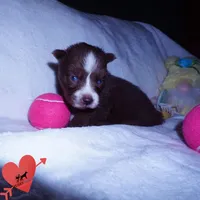 AKC Brown/white OFA, a female Siberian Husky for sale in Anderson, SC – 4 of 10