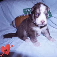 AKC & OFA Poseidon, a male Siberian Husky for sale in Anderson, SC – 6 of 10