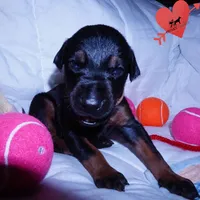 Champion & Full Euro AKC - Kora, a female Doberman Pinscher for sale in Anderson, SC – 7 of 10