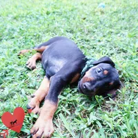 AKC Euro OFA & Embark - Hahn, a male Doberman Pinscher for sale in Anderson, SC – 5 of 10