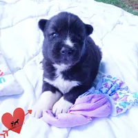 Agouti OFA, AKC, & Embark - Shakira, a female Siberian Husky for sale in Anderson, SC – 5 of 10
