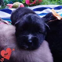 AKC Agouti OFA & Embark, a male Siberian Husky for sale in Anderson, SC – 8 of 10