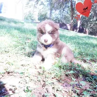AKC & OFA Poseidon, a male Siberian Husky for sale in Anderson, SC – 6 of 10