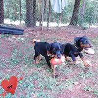 AKC Euro OFA & Embark - Hakoda, a male Doberman Pinscher for sale in Anderson, SC – 5 of 10