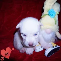 White AKC OFA, a male Siberian Husky for sale in Anderson, SC – 6 of 10