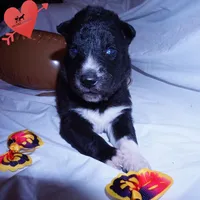 Solid Black - Rogue, a female Siberian Husky for sale in Anderson, SC – 2 of 10