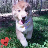 Brown/white AKC Embark OFA, a female Siberian Husky for sale in Anderson, SC – Photo 2 of 10