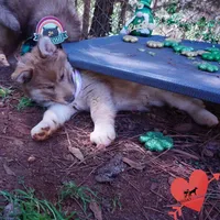 Brown/white AKC Embark OFA, a female Siberian Husky for sale in Anderson, SC – Photo 8 of 10