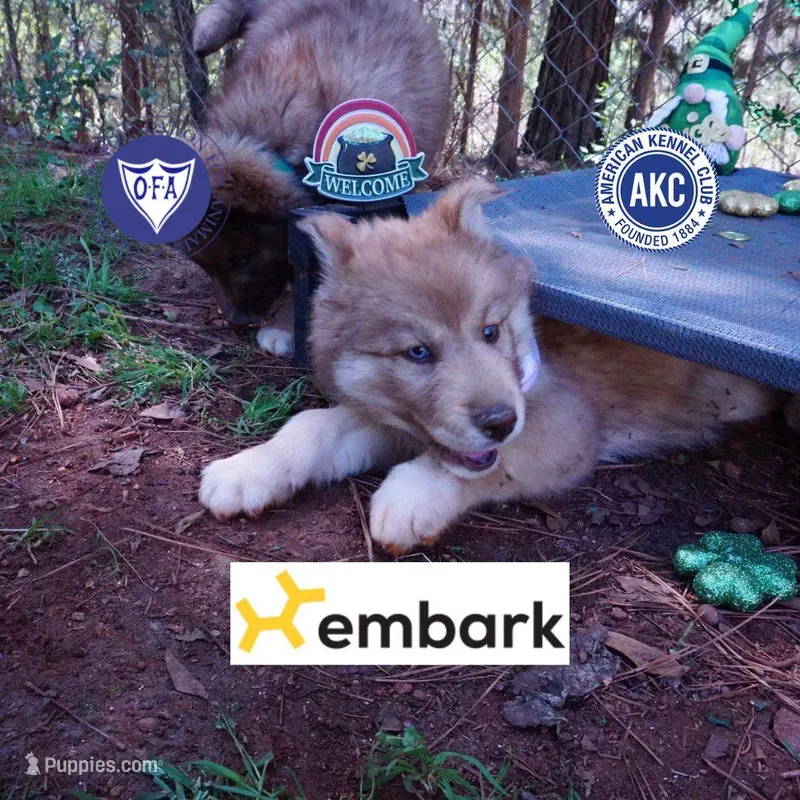 Brown/white AKC Embark OFA – Siberian Husky puppy for sale in Anderson, SC