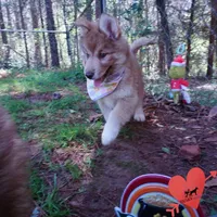 Brown/white AKC Embark OFA, a female Siberian Husky for sale in Anderson, SC – Photo 7 of 10