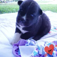 Agouti OFA, AKC, & Embark - Shakira, a female Siberian Husky for sale in Anderson, SC – 7 of 10