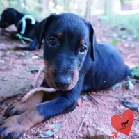 Champion & Full Euro AKC - Yue, a female Doberman Pinscher for sale in Anderson, SC – 4 of 10