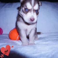 AKC Red/white OFA, a female Siberian Husky for sale in Anderson, SC – 8 of 10