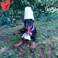 Champion & Full Euro AKC - Yue, a female Doberman Pinscher for sale in Anderson, SC – 6 of 10
