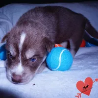 AKC OFA Brown/white, a male Siberian Husky for sale in Anderson, SC – 7 of 10