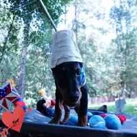 Ears Cropped - AKC Euro OFA & Embark, a male Doberman Pinscher for sale in Anderson, SC – 4 of 10