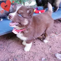 Embark & OFA Tested Parents, a male Siberian Husky for sale in Anderson, SC – 2 of 10