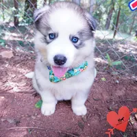 AKC OFA Embark Parents, a male Siberian Husky for sale in Anderson, SC – 4 of 10