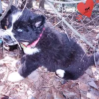 Phoenix - AKC, a female Siberian Husky for sale in Anderson, SC – 6 of 10