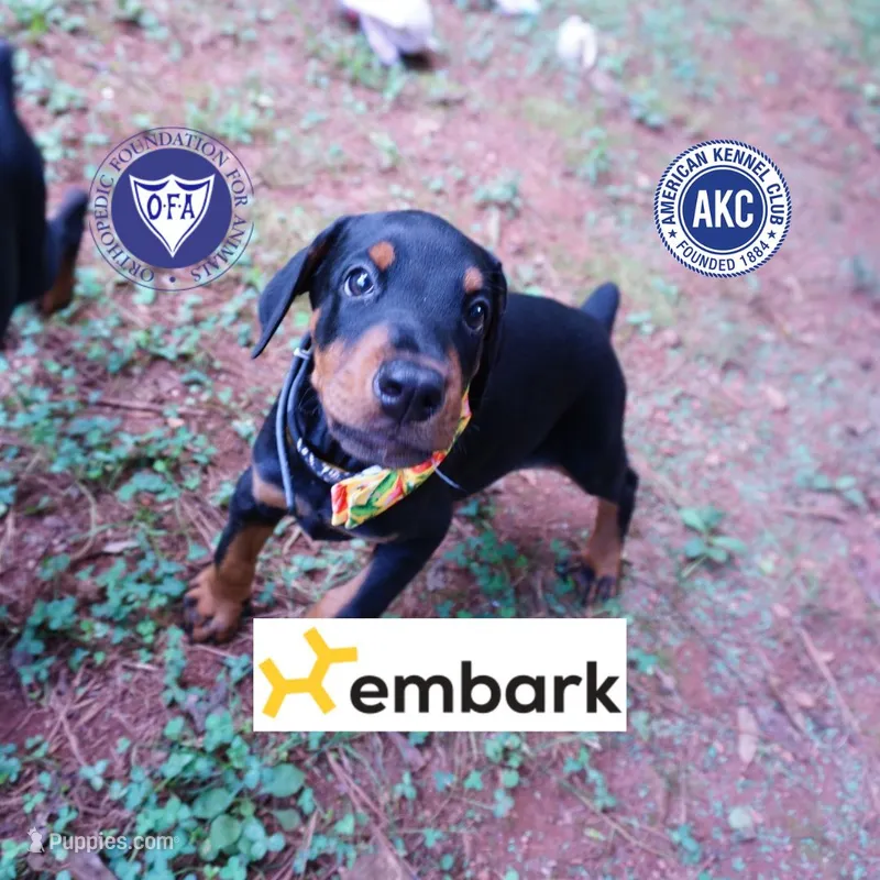 AKC Euro OFA & Embark - Huu – Doberman Pinscher puppy for sale in Anderson, SC
