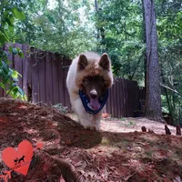 AKC Embark & OFA Parents, a male Siberian Husky for sale in Anderson, SC – 8 of 10