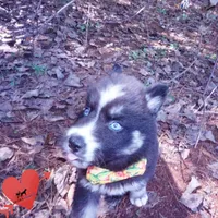 Health Tested Parents - Cyclops, a male Siberian Husky for sale in Anderson, SC – 2 of 10