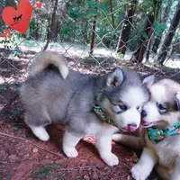 AKC OFA & Embark Parents, a male Siberian Husky for sale in Anderson, SC – 7 of 10
