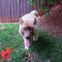 AKC Solid Brown OFA Embark, a female Siberian Husky for sale in Anderson, SC – 6 of 10