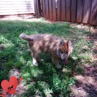 Brown/white AKC Embark OFA, a female Siberian Husky for sale in Anderson, SC – 4 of 10