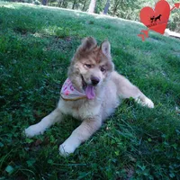 Brown/white AKC Embark OFA, a female Siberian Husky for sale in Anderson, SC – 7 of 10