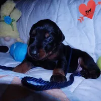 AKC Euro OFA & Embark - Sokka, a male Doberman Pinscher for sale in Anderson, SC – 6 of 10