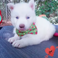 Solid White Female AKC OFA, a female Siberian Husky for sale in Anderson, SC – 2 of 10
