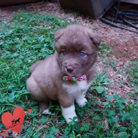 AKC Solid Brown OFA & Embark, a female Siberian Husky for sale in Anderson, SC – 7 of 10