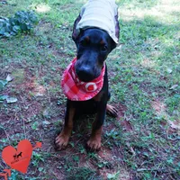 Ear cropped - Full Euro, a female Doberman Pinscher for sale in Anderson, SC – 4 of 10