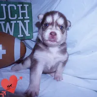 Red/white Ready mid October, a female Siberian Husky for sale in Anderson, SC – 8 of 10