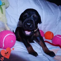 100% European, a  Doberman Pinscher for sale in Anderson, SC – 6 of 10