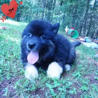 AKC Black/white OFA & Embark, a female Siberian Husky for sale in Anderson, SC – 9 of 10