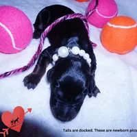 OFA & Embark Tested Parents, a female Doberman Pinscher for sale in Anderson, SC – 3 of 10