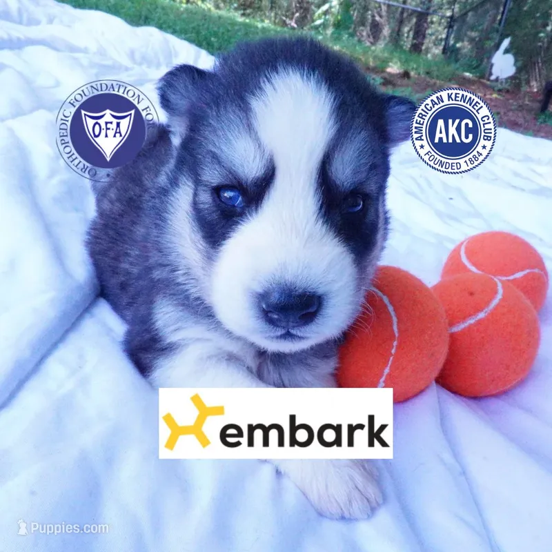 Black/white AKC OFA Embark - Azteca – Siberian Husky puppy for sale in Anderson, SC