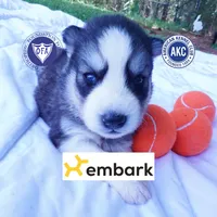 Black/white AKC OFA Embark - Azteca, a male Siberian Husky for sale in Anderson, SC – 1 of 10
