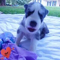 AKC OFA & Embark Parents, a male Siberian Husky for sale in Anderson, SC – 7 of 10