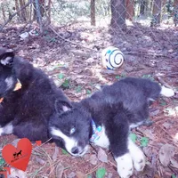 Iceman - Black/white, a male Siberian Husky for sale in Anderson, SC – 5 of 10