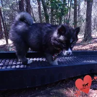 AKC Agouti, a female Siberian Husky for sale in Anderson, SC – Photo 7 of 10