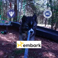 AKC Agouti, a female Siberian Husky for sale in Anderson, SC – Photo 1 of 10