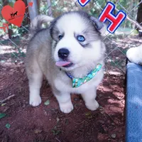 AKC OFA Embark Parents, a male Siberian Husky for sale in Anderson, SC – 5 of 10
