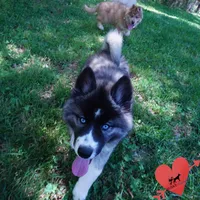 AKC Agouti OFA & Embark, a female Siberian Husky for sale in Anderson, SC – 2 of 10