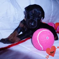 Champion & Full Euro AKC - Kora, a female Doberman Pinscher for sale in Anderson, SC – 2 of 10
