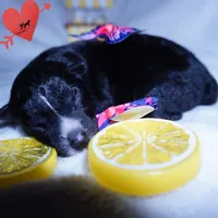 Kate - Solid Black, a female Siberian Husky for sale in Anderson, SC – 2 of 10